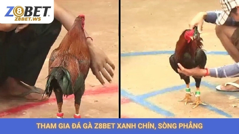 Đá gà ăn tiền Z8bet | Nhà cái uy tín, trả thưởng sòng phẳng 2 Tham gia đá gà Z8bet xanh chín, sòng phẳng