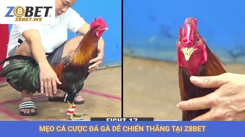 Đá gà ăn tiền Z8bet | Nhà cái uy tín, trả thưởng sòng phẳng 3 Mẹo cá cược đá gà dễ chiến thắng tại Z8bet