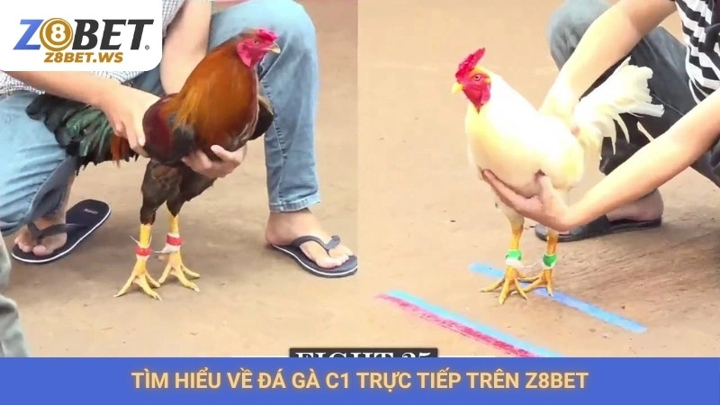 Tìm hiểu về đá gà C1 trực tiếp trên Z8bet