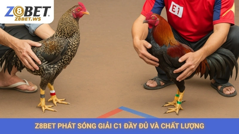 Z8bet phát sóng giải C1 đầy đủ và chất lượng