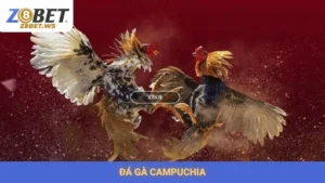 Đá Gà Campuchia Z8bet