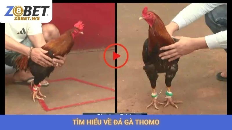Đá gà Thomo Z8bet | Trực tiếp các trận đấu nảy lửa SV388 1 Tìm hiểu về đá gà Thomo
