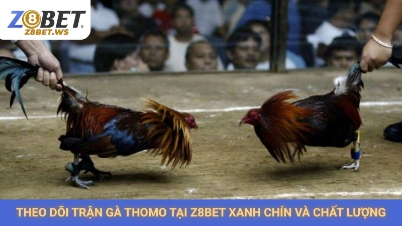 Đá gà Thomo Z8bet | Trực tiếp các trận đấu nảy lửa SV388 2 Theo dõi trận gà Thomo tại Z8bet xanh chín và chất lượng