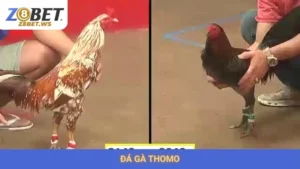Đá Gà Thomo Z8bet