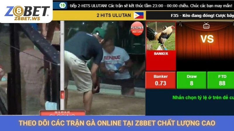 Theo dõi các trận gà online tại Z8bet chất lượng cao